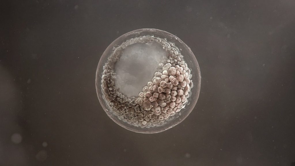 Embryo Grading and Quality: What the Numbers and Letters Actually Mean